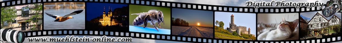 Echte Bienen digital fotografiert