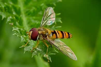 Schwebfliegen – Zweiflügler mit gefährlichem Aussehen.