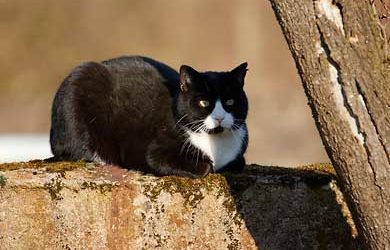 Katzenbilder. Stubentiger auf vier Pfoten.