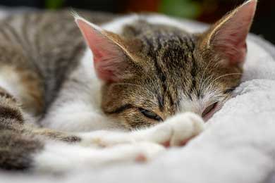 Katzen. Stubentiger auf vier Pfoten.