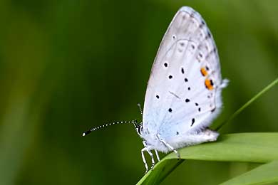 Schmetterlinge, Falter und Schwärmer digital fotografiert