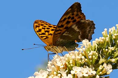 Schmetterlinge, Falter und Schwärmer digital fotografiert