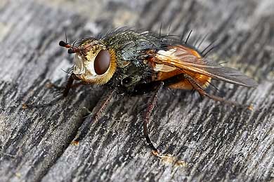 Schwebfliegen – Zweiflügler mit gefährlichem Aussehen.