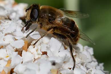 Schwebfliegen – Zweiflügler mit gefährlichem Aussehen.