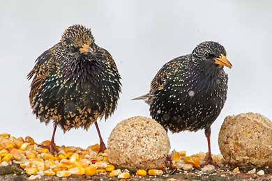 Star, ein Singvogel, Sturnus Vulgaris