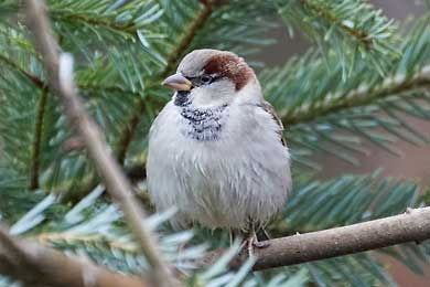 Bilder Sperlingsvögel, Singvögel und Co