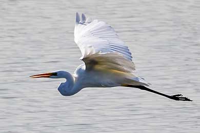 Vogelbilder von der Vogelinsel im Altmuehlsee bei Muhr