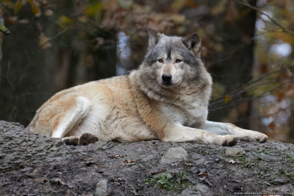 Wolf fotografiert im Wildpark Bad Mergentheim